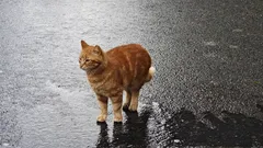 Vad turister bör veta om Istanbuls katter: tips och berättelser