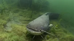 Sommar som väger hundratals kilo: bör man vara rädd för dessa rekordhållare?