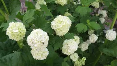 Klippt – och blommade inte: vilka buskar ska man inte klippa på våren