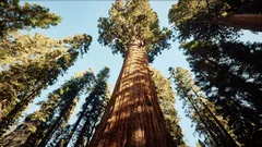 2 000 år av liv: historien om ett träd som överlevt flera epoker