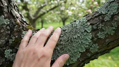 Dessa fläckar på äppel- och päronträden kan säga mycket om hur din trädgård mår – och det är mer användbart än du tror