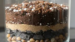 Zamioculcas trivs bäst i mager, lätt och luftig jord – så gör vi den själva