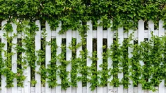 Vad kan ersätta ett staket: de bästa snabbväxande växterna för en häck