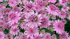 Plantera och glöm bort: en lättskött perenn som blommar hela sommaren